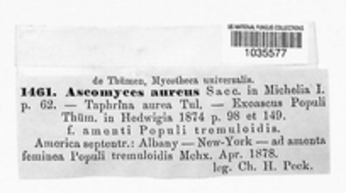 Ascomyces aureus image